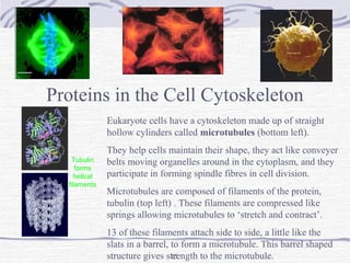 15
Eukaryote cells have a cytoskeleton made up of straight
hollow cylinders called microtubules (bottom left).
They help cells maintain their shape, they act like conveyer
belts moving organelles around in the cytoplasm, and they
participate in forming spindle fibres in cell division.
Microtubules are composed of filaments of the protein,
tubulin (top left) . These filaments are compressed like
springs allowing microtubules to ‘stretch and contract’.
13 of these filaments attach side to side, a little like the
slats in a barrel, to form a microtubule. This barrel shaped
structure gives strength to the microtubule.
Tubulin
forms
helical
filaments
Proteins in the Cell Cytoskeleton
 