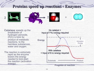 16
Catalase speeds up the
breakdown of
hydrogen peroxide,
(H2O2) a toxic by
product of metabolic
reactions, to the
harmless substances,
water and oxygen.
The reaction is extremely
rapid as the enzyme
lowers the energy
needed to kick-start
the reaction (activation
energy)
Energy
Progress of reaction
Substrate Product
No catalyst =No catalyst =
Input of 71kJ energy requiredInput of 71kJ energy required
Activation
Energy
With catalaseWith catalase
= Input of 8 kJ energy required= Input of 8 kJ energy required
Proteins speed up reactions - EnzymesProteins speed up reactions - Enzymes
+2 2
 