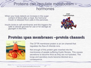 17
Proteins can regulate metabolism –
hormones
When your body detects an increase in the sugar
content of blood after a meal, the hormone
insulin is released from cells in the pancreas.
Insulin binds to cell membranes and this triggers the
cells to absorb glucose for use or for storage as
glycogen in the liver.
Proteins span membranes –protein channelsProteins span membranes –protein channels
Source: http://www.biology.arizona.edu/biochemistry/tutorials/chemistry/page2.html
http://www.cbp.pitt.edu/bradbury/projects.htm
The CFTR membrane protein is an ion channel that
regulates the flow of chloride ions.
Not enough of this protein gets inserted into the
membranes of people suffering Cystic fibrosis. This causes
secretions to become thick as they are not hydrated. The
lungs and secretory ducts become blocked as a
consequence.
 