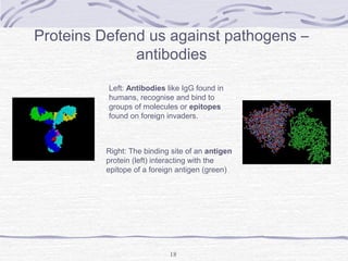 18
Proteins Defend us against pathogens –
antibodies
Left: Antibodies like IgG found in
humans, recognise and bind to
groups of molecules or epitopes
found on foreign invaders.
Right: The binding site of an antigen
protein (left) interacting with the
epitope of a foreign antigen (green)
 
