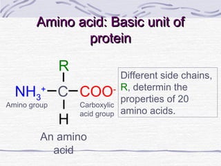 Amino acid: Basic unit ofAmino acid: Basic unit of
proteinprotein
COO-
NH3
+
C
R
H
An amino
acid
Different side chains,
R, determin the
properties of 20
amino acids.
Amino group Carboxylic
acid group
 