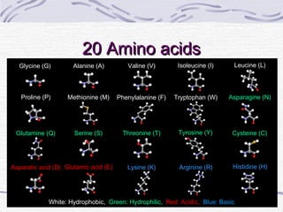 20 Amino acids20 Amino acids
Glycine (G)
Glutamic acid (E)Asparatic acid (D)
Methionine (M)
Threonine (T)Serine (S)Glutamine (Q)
Asparagine (N)Tryptophan (W)Phenylalanine (F)
Cysteine (C)
Proline (P)
Leucine (L)Isoleucine (I)Valine (V)Alanine (A)
Histidine (H)Lysine (K)
Tyrosine (Y)
Arginine (R)
White: Hydrophobic, Green: Hydrophilic, Red: Acidic, Blue: Basic
 