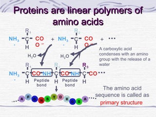 Proteins are linear polymers ofProteins are linear polymers of
amino acidsamino acids
R1
NH3
＋
C CO
H
R2
NH C CO
H
R3
NH C CO
H
R2
NH3
＋
C CO
O ー
H
＋
R1
NH3
＋
C CO
O ー
H
＋
H2OH2O
Peptide
bond
Peptide
bond
The amino acid
sequence is called as
primary structure
A A
F
NG
G
S
T
S
D
K
A carboxylic acid
condenses with an amino
group with the release of a
water
 