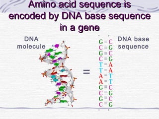 Amino acid sequence isAmino acid sequence is
encoded by DNA base sequenceencoded by DNA base sequence
in a genein a gene
・
C
G
C
G
A
A
T
T
C
G
C
G
・
・
G
C
G
C
T
T
A
A
G
C
G
C
・
DNA
molecule
＝
DNA base
sequence
 