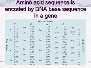 Amino acid sequence isAmino acid sequence is
encoded by DNA base sequenceencoded by DNA base sequence
in a genein a gene
Second letter
T C A G
Firstletter
T
TTT Phe TCT
Ser
TAT Tyr TGT Cys T
Thirdletter
TTC TCC TAC TGC C
TTA Leu TCA TAA Stop TGA Stop A
TTG TCG TAG TGG Trp G
C
CTT
Leu
CCT
Pro
CAT His CGT
Arg
T
CTC CCC CAC CGC C
CTA CCA CAA
Gln
CGA A
CTG CCG CAG CGG G
A
ATT
Ile
ACT
Thr
AAT Asn AGT Ser T
ATC ACC AAC AGC C
ATA ACA AAA Lys AGA Arg A
ATG Met ACG AAG AGG G
G
GTT
Val
GCT
Ala
GAT
Asp
GGT
Gly
T
GTC GCC GAC GGC C
GTA GCA GAA Glu GGA A
GTG GCG GAG GGG G
 