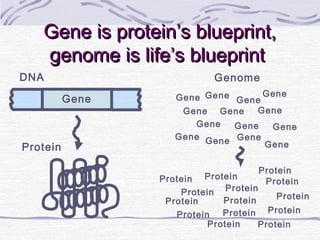 Gene is protein’s blueprint,Gene is protein’s blueprint,
genome is life’s blueprintgenome is life’s blueprint
Gene
GenomeDNA
Protein
Gene Gene
Gene
Gene
Gene
Gene
GeneGene
GeneGene
GeneGene
Gene
Gene
Protein Protein
Protein
Protein
Protein
ProteinProtein
Protein
Protein
Protein
Protein
Protein
Protein
Protein
 