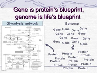 Gene is protein’s blueprint,Gene is protein’s blueprint,
genome is life’s blueprintgenome is life’s blueprint
Genome
Gene Gene
Gene
Gene
Gene
Gene
GeneGene
GeneGene
GeneGene
Gene
Gene
Protein Protein
Protein
Protein
Protein
ProteinProtein
Protein
Protein
Protein
Protein
Protein
Protein
Protein
Glycolysis network
 
