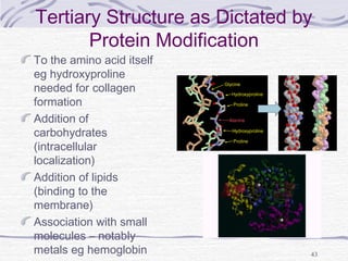 43
Tertiary Structure as Dictated by
Protein Modification
To the amino acid itself
eg hydroxyproline
needed for collagen
formation
Addition of
carbohydrates
(intracellular
localization)
Addition of lipids
(binding to the
membrane)
Association with small
molecules – notably
metals eg hemoglobin
 