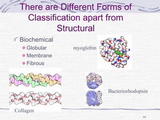 44
There are Different Forms of
Classification apart from
Structural
Biochemical
Globular
Membrane
Fibrous
myoglobin
Collagen
Bacteriorhodopsin
 
