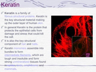 Keratin
Keratin is a family of 
fibrous structural proteins. Keratin is
the key structural material making
up the outer layer of human skin.
In general Keratin is the protein that
protects the epithelial cells from
damage and stress that could kill
the cell.
It is also the key structural
component of hair and nails.
Keratin monomers assemble into
bundles to form 
intermediate filaments, which are
tough and insoluble and form
strong unmineralized tissues found
inreptiles, birds, amphibians, and 
mammals.
 