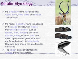 Keratin-Etymology
the α-keratins in the hair (including 
wool), horns, nails, claws and hooves
 of mammals.
the harder β-keratins found in nails and
in the scales and claws of reptiles,
their shells (Testudines, such as 
tortoise, turtle, terrapin), and in the 
feathers, beaks, claws of birds and
quills of porcupines. (These keratins
are formed primarily in beta sheets.
However, beta sheets are also found in
α-keratins.)
The baleen plates of filter-feeding 
whales are made of keratin.
 
