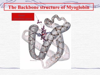 The Backbone structure of Myoglobin 58
Heme
prosthetic group
 