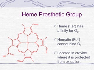 Heme Prosthetic Group
Heme (Fe2+
) has
affinity for O2.
Hematin (Fe3+
)
cannot bind O2.
Located in crevice
where it is protected
from oxidation.
N
N N
N
HO
O
Fe
 