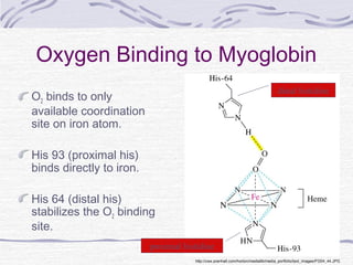 Oxygen Binding to Myoglobin
O2 binds to only
available coordination
site on iron atom.
His 93 (proximal his)
binds directly to iron.
His 64 (distal his)
stabilizes the O2 binding
site.
http://cwx.prenhall.com/horton/medialib/media_portfolio/text_images/FG04_44.JPG
distal histidine
proximal histidine
 