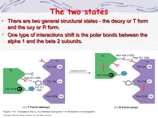 • There are two general structural states - the deoxy or T formThere are two general structural states - the deoxy or T form
and the oxy or R form.and the oxy or R form.
One type of interactions shift is the polar bonds between theOne type of interactions shift is the polar bonds between the
alpha 1 and the beta 2 subunits.alpha 1 and the beta 2 subunits.
The two states
 