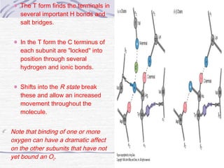 The T form finds the terminals in
several important H bonds and
salt bridges.
In the T form the C terminus of
each subunit are "locked" into
position through several
hydrogen and ionic bonds.
Shifts into the R state break
these and allow an increased
movement throughout the
molecule.
Note that binding of one or more
oxygen can have a dramatic affect
on the other subunits that have not
yet bound an O2.
 