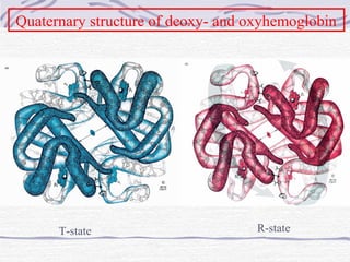 Quaternary structure of deoxy- and oxyhemoglobin
T-state R-state
 