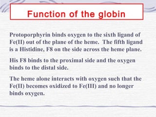 Function of the globin
Protoporphyrin binds oxygen to the sixth ligand of
Fe(II) out of the plane of the heme. The fifth ligand
is a Histidine, F8 on the side across the heme plane.
His F8 binds to the proximal side and the oxygen
binds to the distal side.
The heme alone interacts with oxygen such that the
Fe(II) becomes oxidized to Fe(III) and no longer
binds oxygen.
 