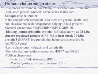 Human chaperone proteins
Chaperones are found in, for example, the endoplasmic reticulum
(ER), since protein synthesis often occurs in this area.
Endoplasmic reticulum
In the endoplasmic reticulum (ER) there are general, lectin- and
non-classical molecular chaperones helping to fold proteins.
•General chaperones: GRP78/BiP, GRP94, GRP170.
(Binding immunoglobulin protein (BiP) also known as 78 kDa
glucose-regulated protein (GRP-78) or heat shock 70 kDa
protein 5 (HSPA5) is a protein that in humans is encoded by
the HSPA5 gene)
•Lectin chaperones: calnexin and calreticulin
•Non-classical molecular chaperones: HSP47 and ERp29
•Folding chaperones:
-Protein disulfide isomerase (PDI),
-Peptidyl prolyl cis-trans-isomerase (PPI),
-ERp57
 