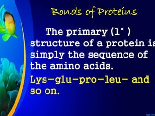 Bonds of Proteins
The primary (1° )
structure of a protein is
simply the sequence of
the amino acids.
Lys-glu-pro-leu- and
so on.
 
