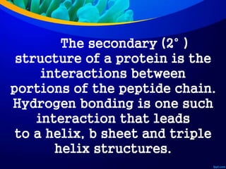 The secondary (2° )
structure of a protein is the
interactions between
portions of the peptide chain.
Hydrogen bonding is one such
interaction that leads
to a helix, b sheet and triple
helix structures.
 