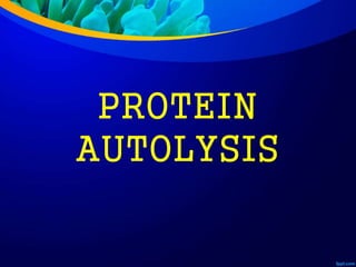 PROTEIN
AUTOLYSIS
 