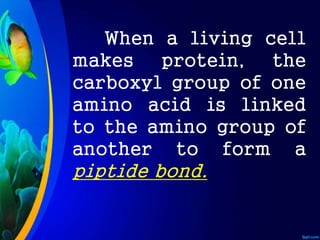 When a living cell
makes protein, the
carboxyl group of one
amino acid is linked
to the amino group of
another to form a
piptide bond.
 