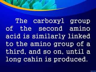 The carboxyl group
of the second amino
acid is similarly linked
to the amino group of a
third, and so on, until a
long cahin is produced.
 