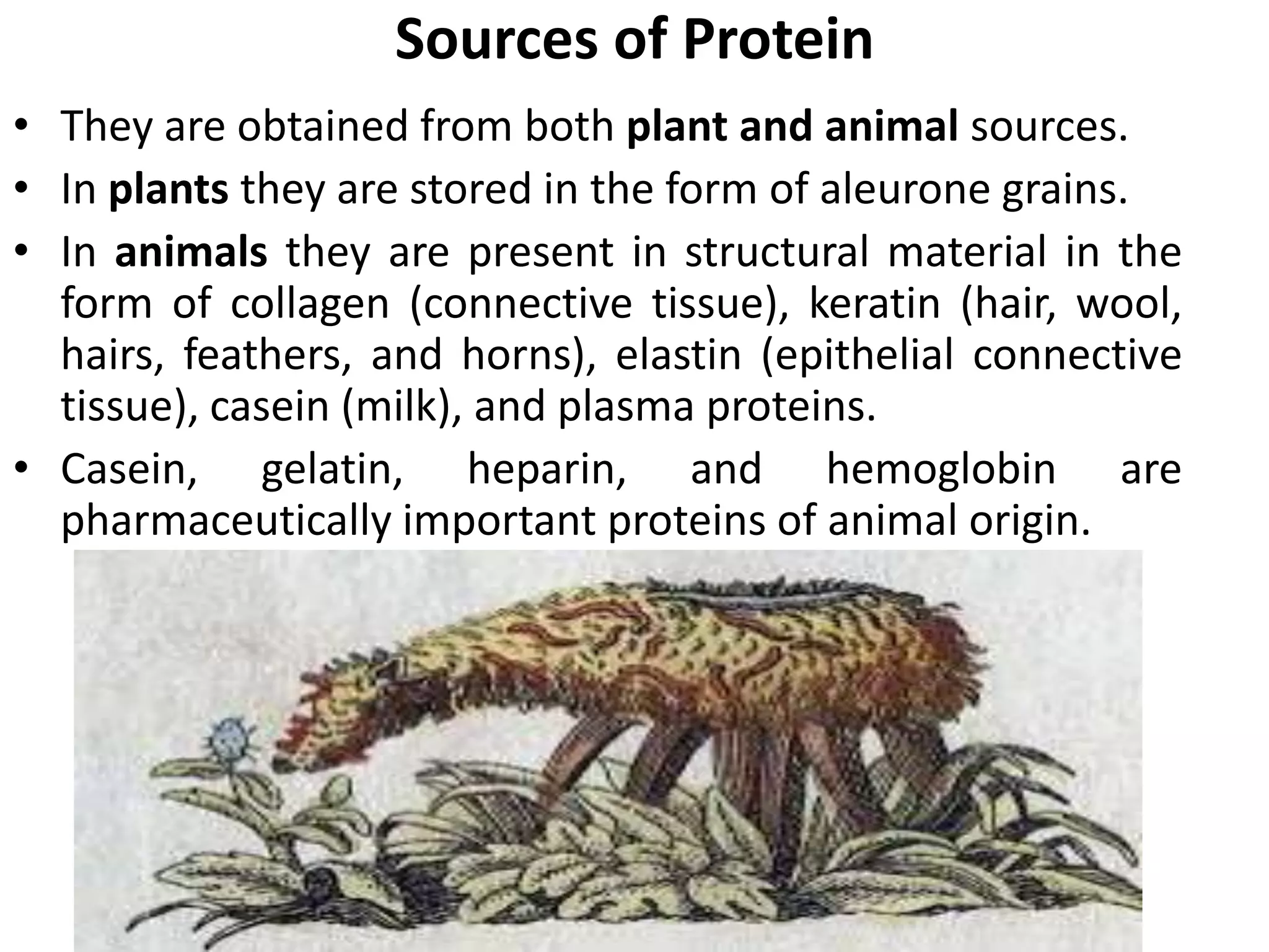 • They are obtained from both plant and animal sources.
• In plants they are stored in the form of aleurone grains.
• In animals they are present in structural material in the
form of collagen (connective tissue), keratin (hair, wool,
hairs, feathers, and horns), elastin (epithelial connective
tissue), casein (milk), and plasma proteins.
• Casein, gelatin, heparin, and hemoglobin are
pharmaceutically important proteins of animal origin.
Sources of Protein
 