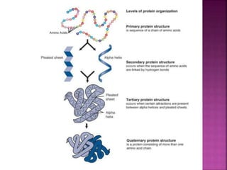 proteins and it's classification-B.sc nursing | PDF