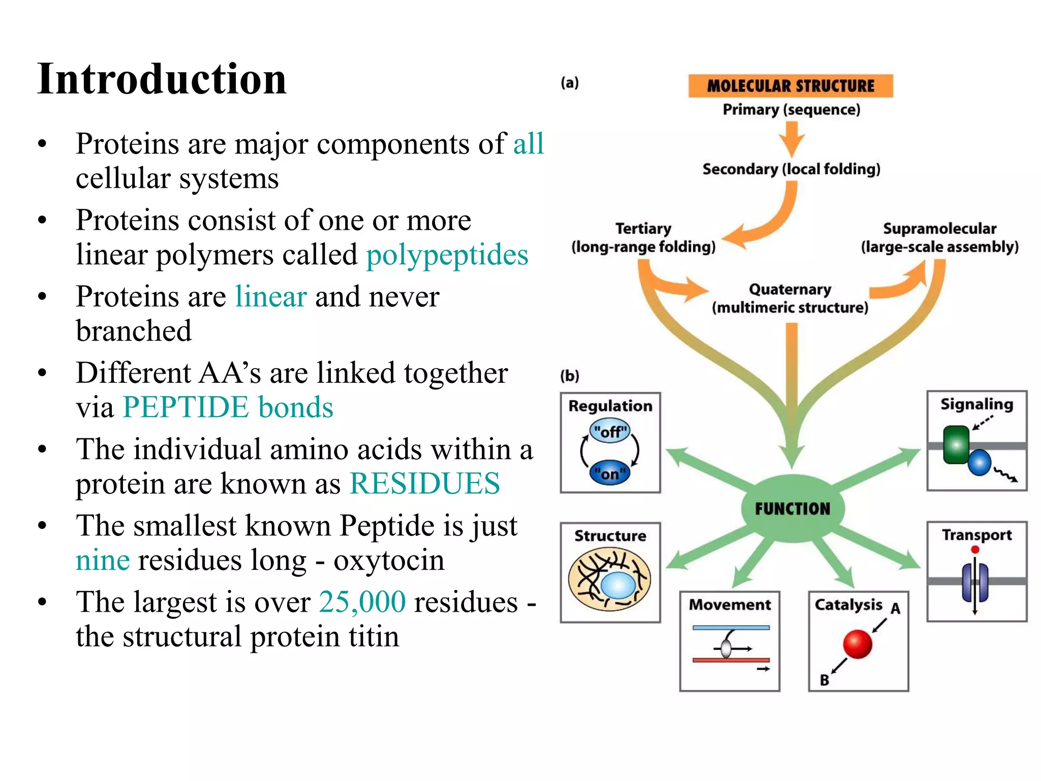 • Proteins are major components of all
cellular systems
• Proteins consist of one or more
linear polymers called polypeptides
• Proteins are linear and never
branched
• Different AA’s are linked together
via PEPTIDE bonds
• The individual amino acids within a
protein are known as RESIDUES
• The smallest known Peptide is just
nine residues long - oxytocin
• The largest is over 25,000 residues -
the structural protein titin
Introduction
 