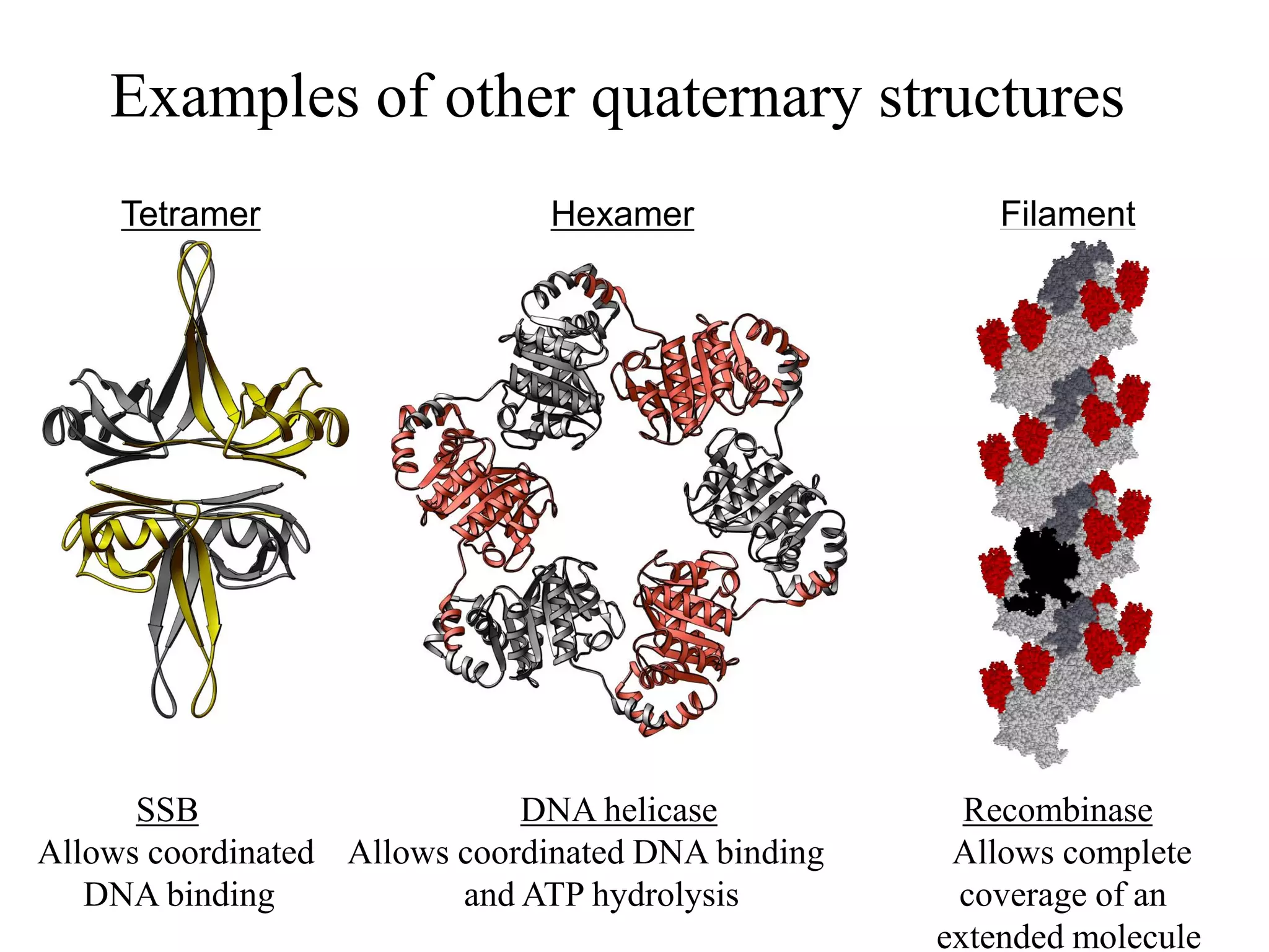 Examples of other quaternary structures
Tetramer Hexamer Filament
SSB DNA helicase Recombinase
Allows coordinated Allows coordinated DNA binding Allows complete
DNA binding and ATP hydrolysis coverage of an
extended molecule
 
