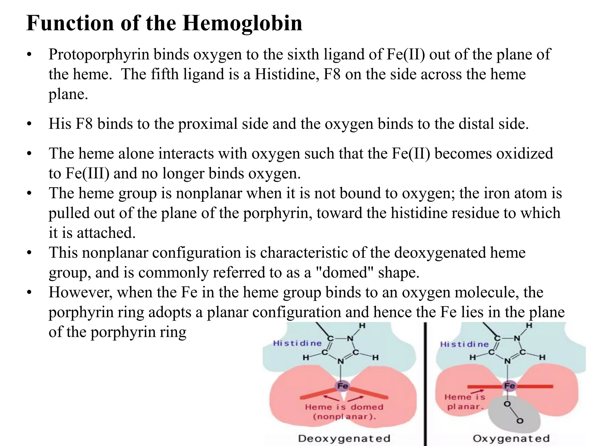 • Protoporphyrin binds oxygen to the sixth ligand of Fe(II) out of the plane of
the heme. The fifth ligand is a Histidine, F8 on the side across the heme
plane.
• His F8 binds to the proximal side and the oxygen binds to the distal side.
• The heme alone interacts with oxygen such that the Fe(II) becomes oxidized
to Fe(III) and no longer binds oxygen.
• The heme group is nonplanar when it is not bound to oxygen; the iron atom is
pulled out of the plane of the porphyrin, toward the histidine residue to which
it is attached.
• This nonplanar configuration is characteristic of the deoxygenated heme
group, and is commonly referred to as a "domed" shape.
• However, when the Fe in the heme group binds to an oxygen molecule, the
porphyrin ring adopts a planar configuration and hence the Fe lies in the plane
of the porphyrin ring
Function of the Hemoglobin
 