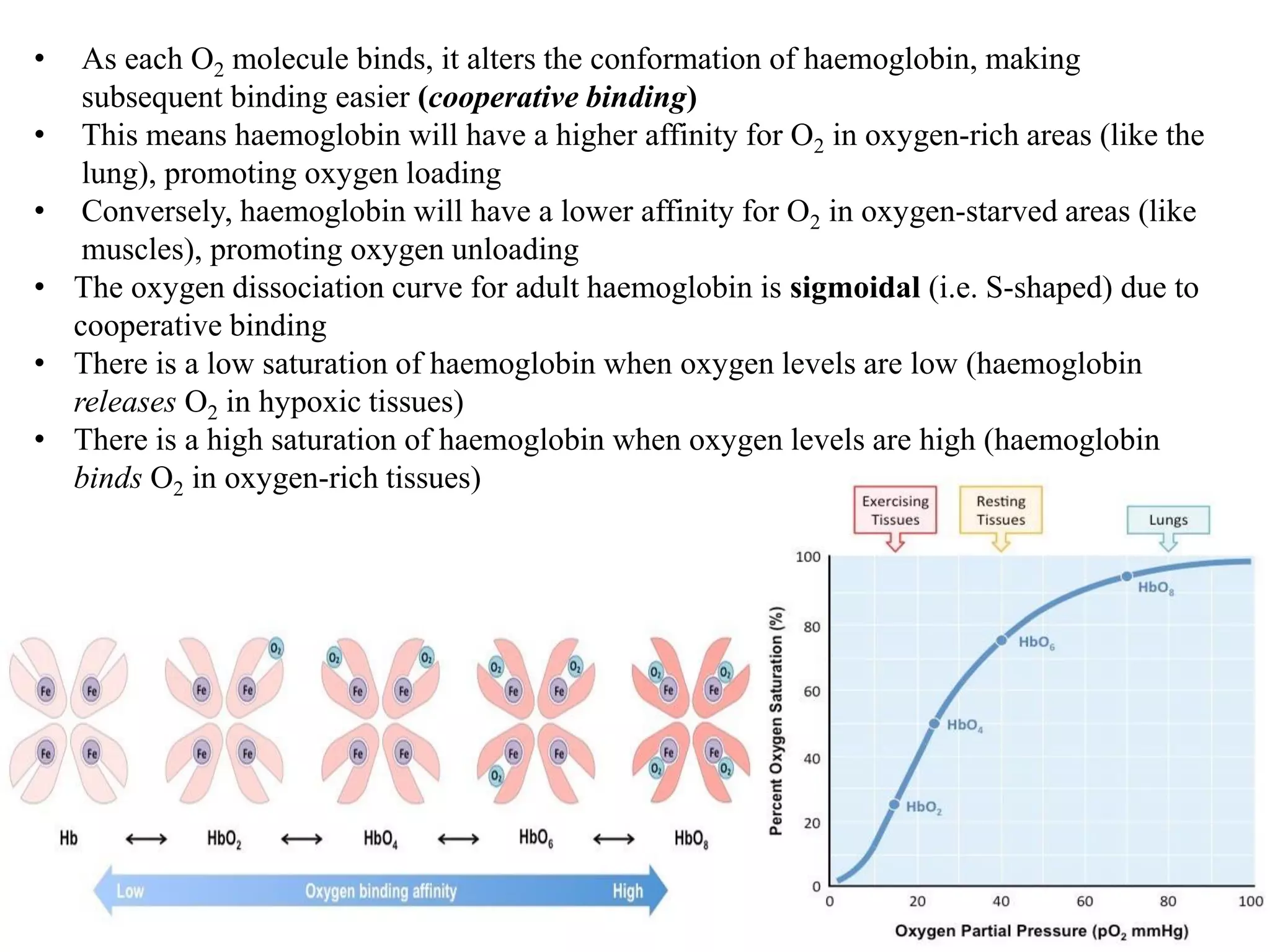 • As each O2 molecule binds, it alters the conformation of haemoglobin, making
subsequent binding easier (cooperative binding)
• This means haemoglobin will have a higher affinity for O2 in oxygen-rich areas (like the
lung), promoting oxygen loading
• Conversely, haemoglobin will have a lower affinity for O2 in oxygen-starved areas (like
muscles), promoting oxygen unloading
• The oxygen dissociation curve for adult haemoglobin is sigmoidal (i.e. S-shaped) due to
cooperative binding
• There is a low saturation of haemoglobin when oxygen levels are low (haemoglobin
releases O2 in hypoxic tissues)
• There is a high saturation of haemoglobin when oxygen levels are high (haemoglobin
binds O2 in oxygen-rich tissues)
 