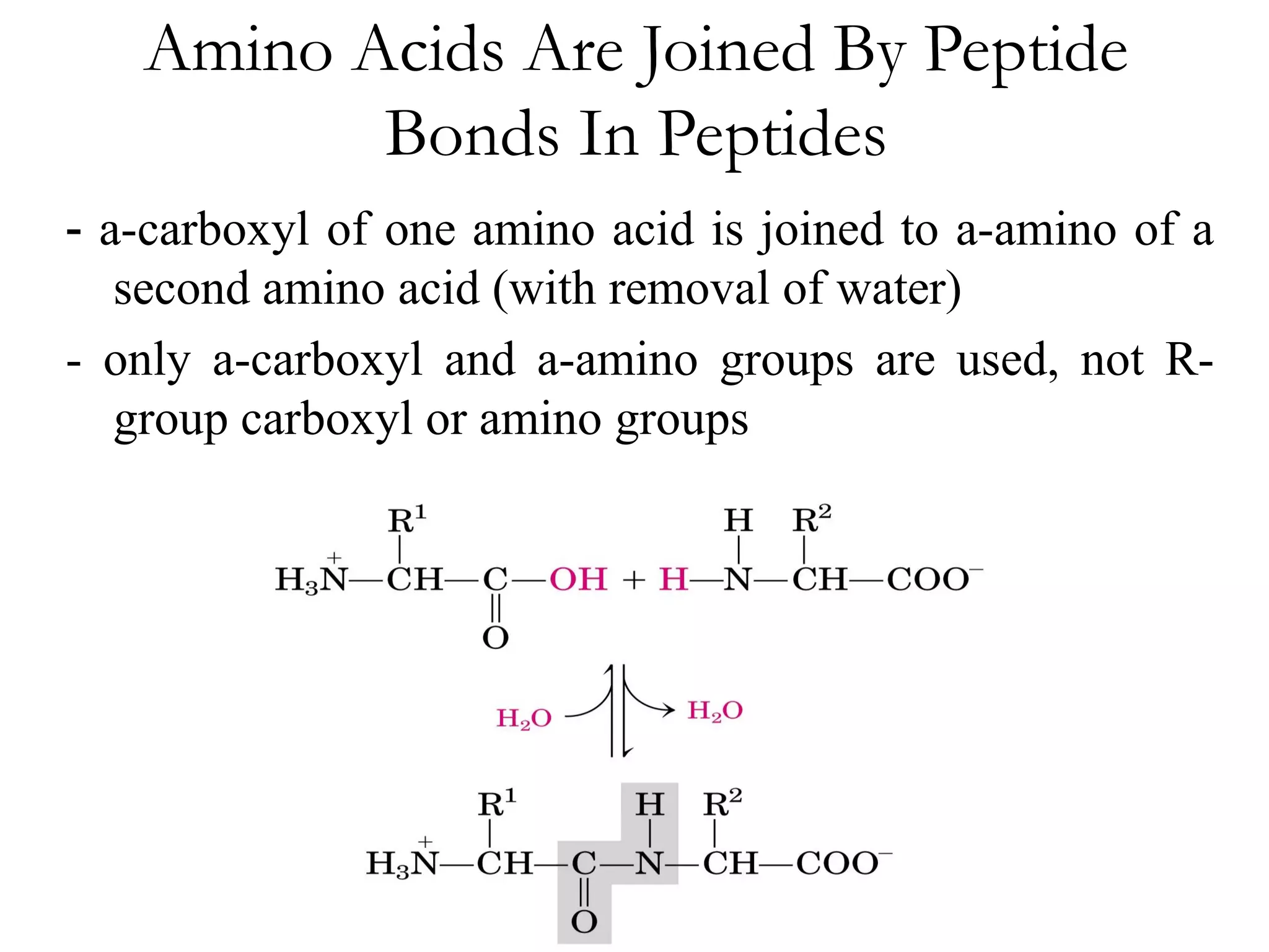 Amino Acids Are Joined By Peptide
Bonds In Peptides
- a-carboxyl of one amino acid is joined to a-amino of a
second amino acid (with removal of water)
- only a-carboxyl and a-amino groups are used, not R-
group carboxyl or amino groups
 