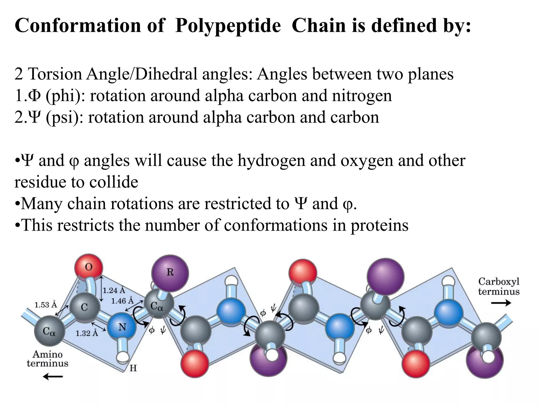 Conformation of Polypeptide Chain is defined by:
2 Torsion Angle/Dihedral angles: Angles between two planes
1.Φ (phi): rotation around alpha carbon and nitrogen
2.Ψ (psi): rotation around alpha carbon and carbon
•Ψ and φ angles will cause the hydrogen and oxygen and other
residue to collide
•Many chain rotations are restricted to Ψ and φ.
•This restricts the number of conformations in proteins
 