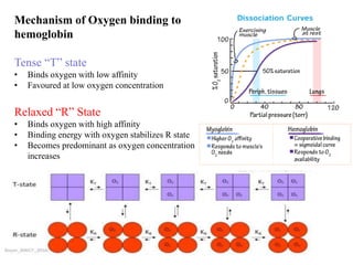 Hemoglobin T R State proteins.pdf