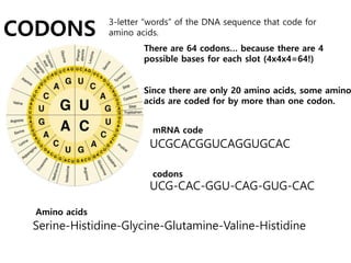 Valine Codon A Presentation on Protein Synthesis for Students | PDF