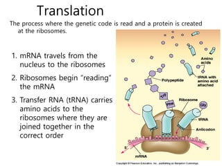 Protein Read A Presentation on Protein Synthesis for Students | PDF