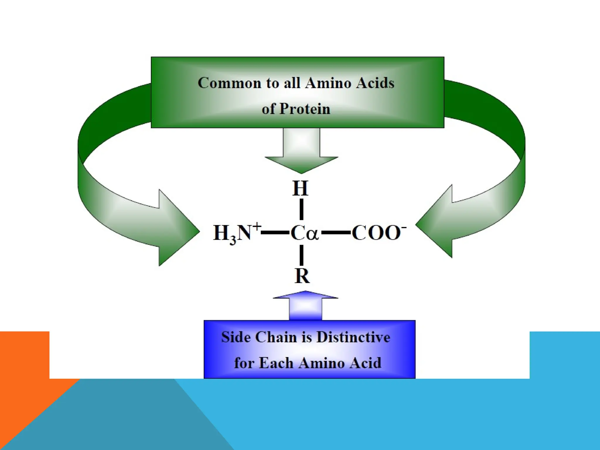 Introduction to Proteins, Examples and Importance | PPTX