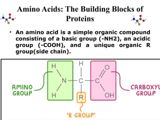 Proteins structure , functions, physical and properties | PPTX