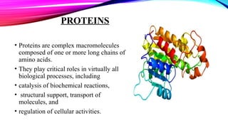 PROTEINS
• Proteins are complex macromolecules
composed of one or more long chains of
amino acids.
• They play critical roles in virtually all
biological processes, including
• catalysis of biochemical reactions,
• structural support, transport of
molecules, and
• regulation of cellular activities.
 