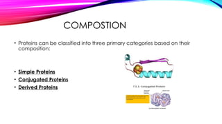 COMPOSTION
• Proteins can be classified into three primary categories based on their
composition:
• Simple Proteins
• Conjugated Proteins
• Derived Proteins
 