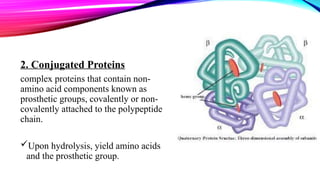 2. Conjugated Proteins
complex proteins that contain non-
amino acid components known as
prosthetic groups, covalently or non-
covalently attached to the polypeptide
chain.​
Upon hydrolysis, yield amino acids
and the prosthetic group.
 