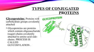 TYPES OF CONJUGATED
PROTEINS
Glycoproteins: Proteins with
carbohydrate groups covalently
attached
• Glycoproteins are proteins
which contain oligosaccharide
(sugar) chains covalently
attached to amino acid side-
chains. PROCESS IS
CALLED
GLYCOSYLATION .
 