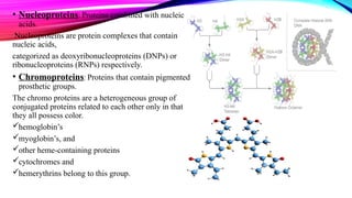 • Nucleoproteins: Proteins combined with nucleic
acids.
Nucleoproteins are protein complexes that contain
nucleic acids,
categorized as deoxyribonucleoproteins (DNPs) or
ribonucleoproteins (RNPs) respectively.
• Chromoproteins: Proteins that contain pigmented
prosthetic groups.
The chromo proteins are a heterogeneous group of
conjugated proteins related to each other only in that
they all possess color.
hemoglobin’s
myoglobin’s, and
other heme-containing proteins
cytochromes and
hemerythrins belong to this group.
 