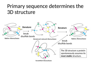 Protein Texturization Structure Proteins-basics of amino acids and protein structure.pptx