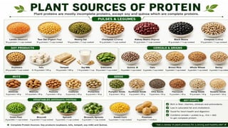 Proteins: Classification, Functions, Sources, Importance & Nutritional Requirements