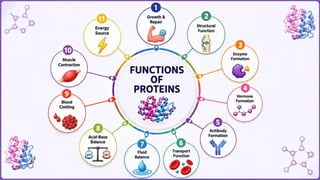 Proteins: Classification, Functions, Sources, Importance & Nutritional Requirements