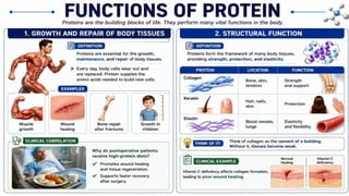 Proteins: Classification, Functions, Sources, Importance & Nutritional Requirements
